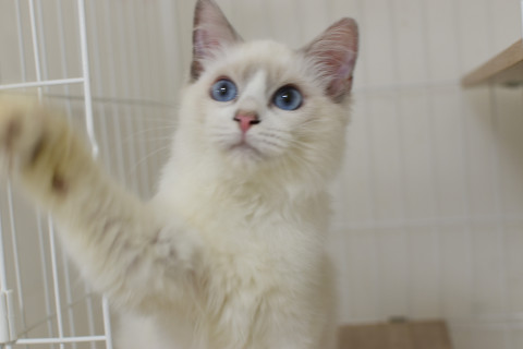 【純血猫25頭】フェアリーたまの譲渡会