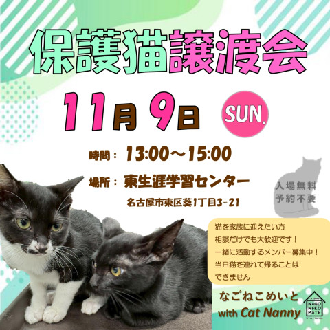 名古屋　猫の譲渡会