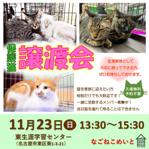 名古屋　猫の譲渡会
