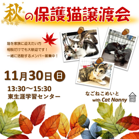 名古屋　猫の譲渡会