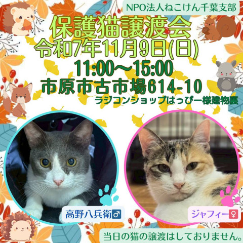 NPO法人ねこけん 千葉支部 譲渡会