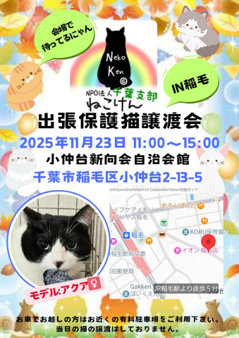 NPO法人ねこけん 千葉支部 譲渡会