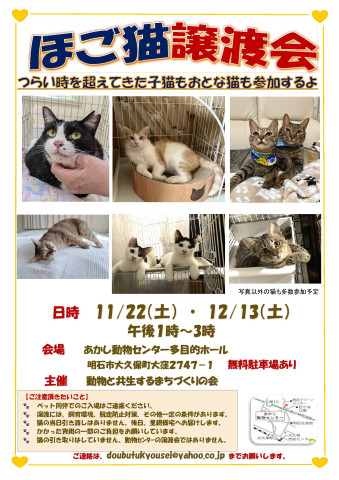 ほご猫譲渡会　IN　明石