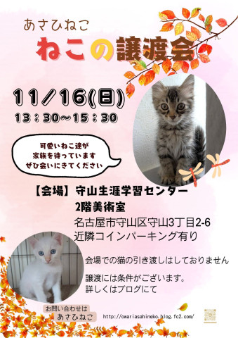 ねこの譲渡会 in守山生涯学習センター