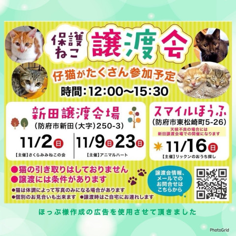 保護ねこ譲渡会