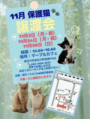 マーブルカフェ譲渡会