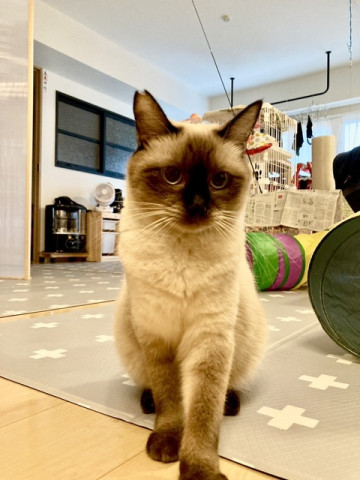 待ちねこ譲渡会　