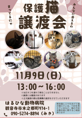 保護猫譲渡会