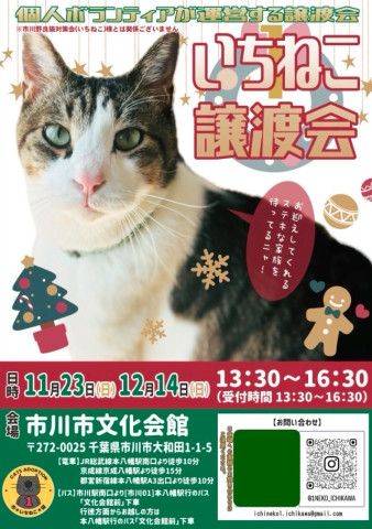 いちねこ譲渡会