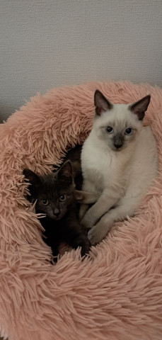 保護猫カフェwish（譲渡型）