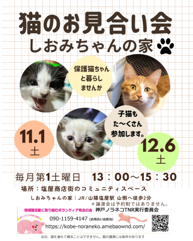 猫のお見合い会　しおみちゃんの家