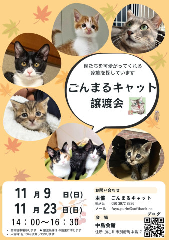 ごんまるキャット譲渡会