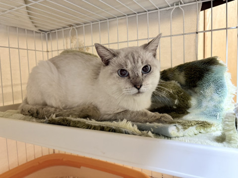 in岡崎市☆子猫もいっぱい☆保護猫達を暖かいオウチに迎えよう☆2025年11月1日(土)~ 非営利団体「ちーむ にゃいんず」