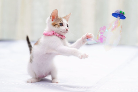 in春日井市☆子猫もいっぱい☆保護猫達を暖かいオウチに迎えよう☆2025年11月1日(土)~ 非営利団体「ちーむ にゃいんず」