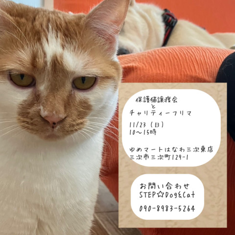 保護ねこ譲渡会