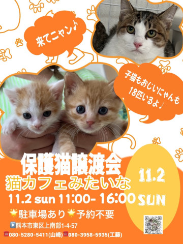猫カフェみたいな保護猫譲渡会