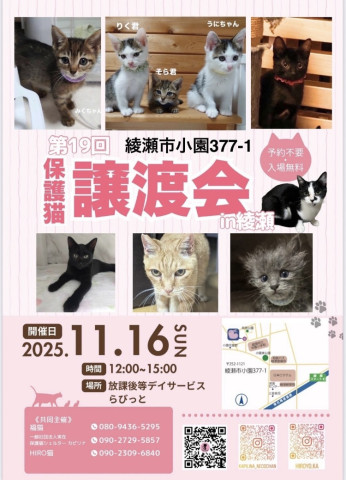 保護猫譲渡会in綾瀬