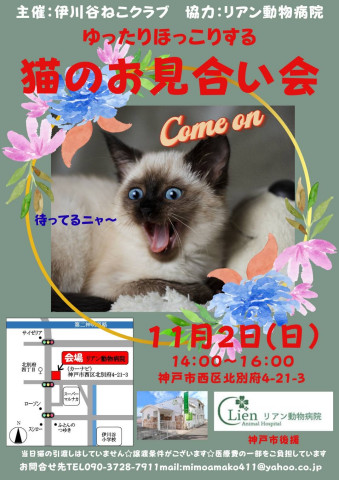 ゆったりほっこり猫のお見合い会