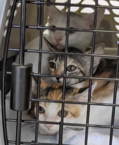 おきなわ美ら猫譲渡会♡天白区