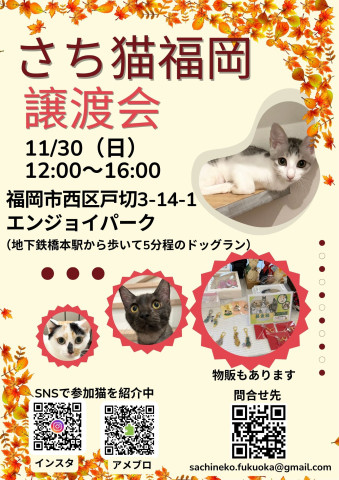 さち猫福岡譲渡会　エンジョイパーク（はっぴいすまいる）