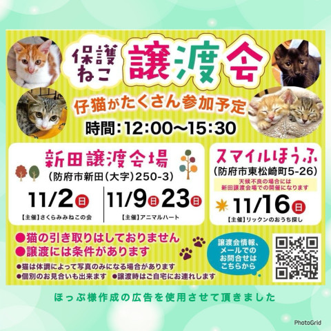 保護ねこ譲渡会inスマイルほうふ