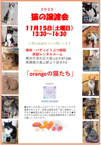 orangeの猫たちin横浜大倉山