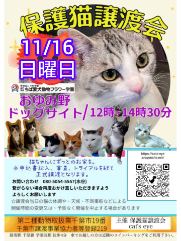 保護猫譲渡会Cat'seye