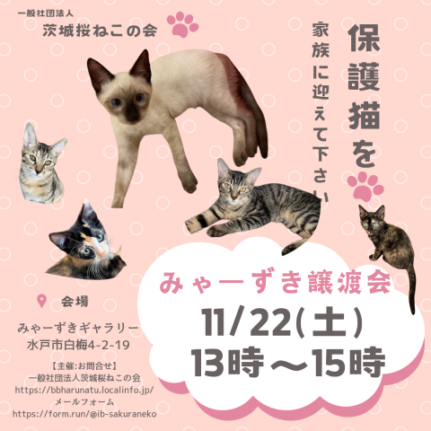 みゃーずき譲渡会