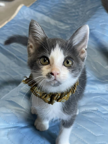 in江南市☆子猫がいっぱい☆保護猫達をオウチに迎えよう☆2025年11月9日（日）～ 非営利団体「ちーむ にゃいんず」