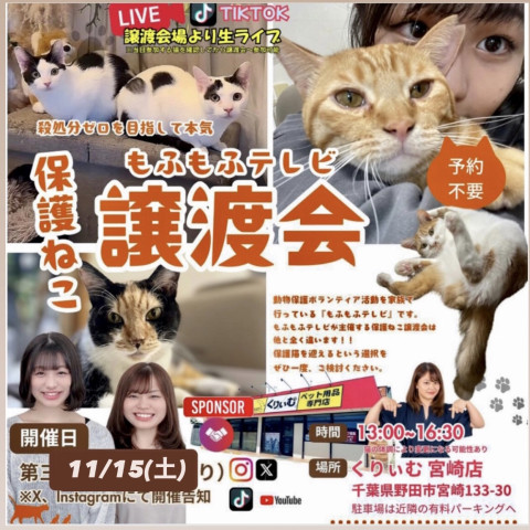 もふもふTV保護猫譲渡会