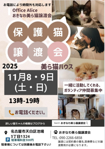 おきなわ美ら猫譲渡会♡天白区♡茶トラ☆シャム系☆フワフワ祭り