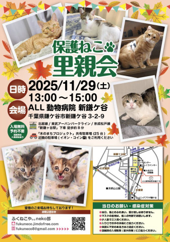 保護ねこ里親会 @ 新鎌ヶ谷