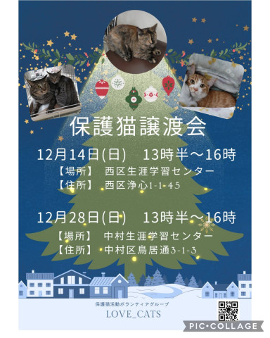 ★猫の譲渡会★名古屋市西区