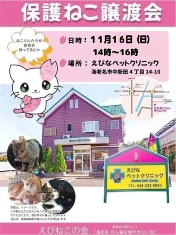 保護ねこ譲渡会@海老名