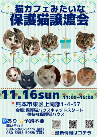 猫カフェみたいな保護猫譲渡会