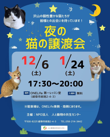 夜の猫の譲渡会