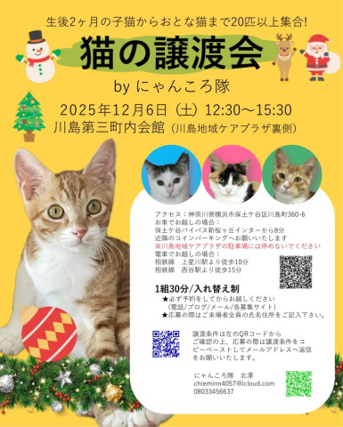 猫の譲渡会　by にゃんころ隊　12/6