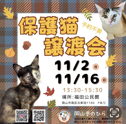 保護猫　譲渡会