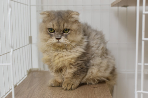 【純血猫50頭以上】フェアリーたまの譲渡会