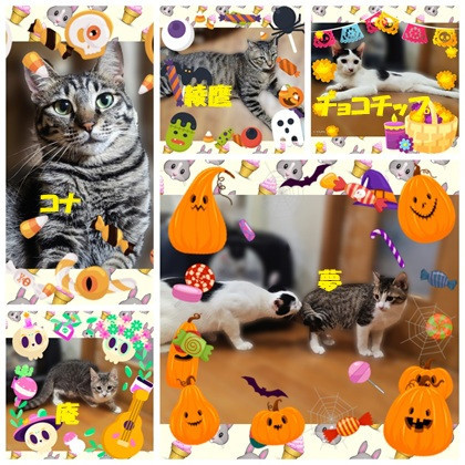 保護ニャンコの譲渡会ｂｙ静岡市清水区