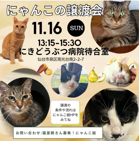 にゃんこの譲渡会