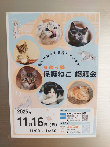 日向っ猫譲渡会inミサワホーム静岡藤枝清里