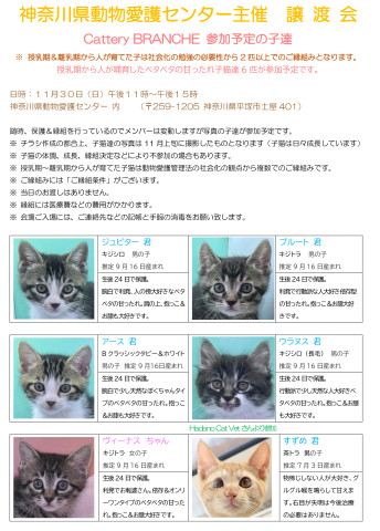 神奈川県動物愛護センター譲渡会のお知らせ