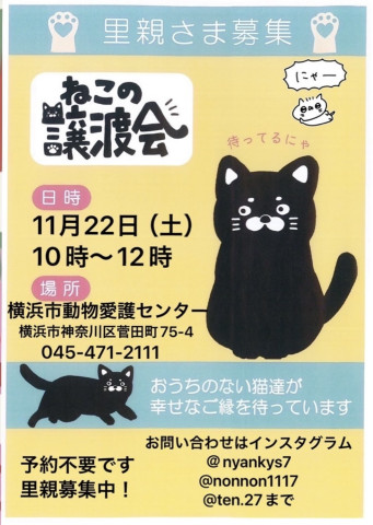 保護ねこ譲渡会in横浜市動物愛護センター