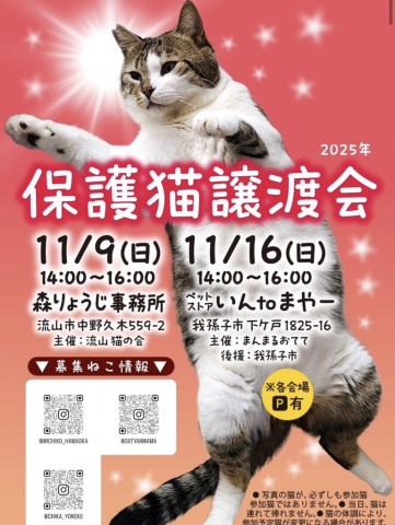 保護猫譲渡会