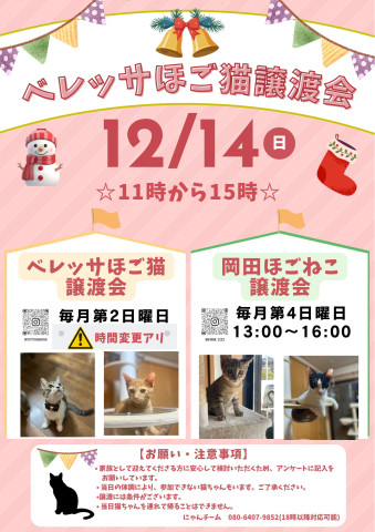 ベレッサほご猫譲渡会