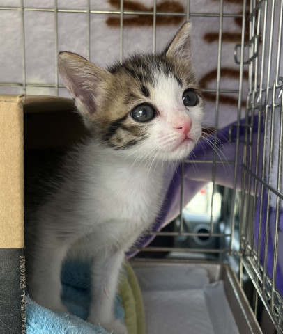 保護ねこ譲渡会in周南市