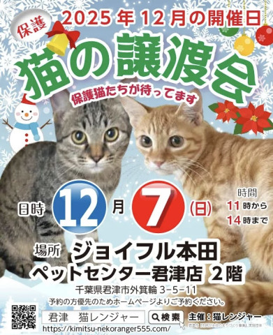 【君津市】保護、猫の譲渡会