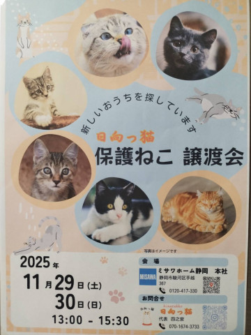 日向っ猫譲渡会inミサワホーム静岡