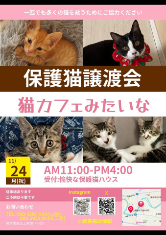 猫カフェみたいな保護猫譲渡会